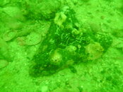 Venice shark tooth 069.jpg