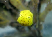 juv_trunk.jpg