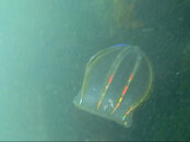 comb_jelly2.jpg