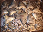 Venice shark tooth 090.jpg