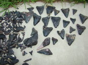 Venice shark tooth 084.jpg