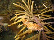 Fireworm (unsure).jpg
