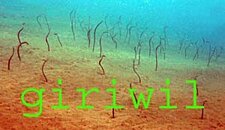 giriwil 02.jpg