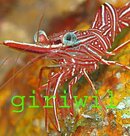 giriwil 04.jpg