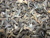 Venice shark tooth 108.jpg