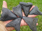 Venice shark tooth 114.jpg
