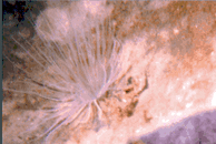 anemone.gif