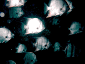 multispade.gif