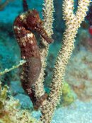 Seahorse_NW Wall Bequia 2.jpg