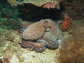 Octopussy.jpg