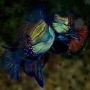 Mandarin Fish.jpg