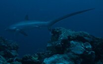 Thresher shark (4).jpg