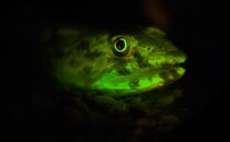 flourescent fish-0159.jpg