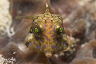 boxfish in coralv2.jpg