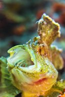 frog fish yawning_low res.jpg