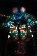 mantis_shrimp_ST.jpg