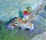 Nembrotha purpureolineata2.jpg