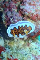 Nudi.jpg