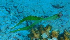sea grass ghost pipefish.jpg