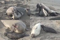 DDDB 578 elephant seals pt IV mating sm.jpg