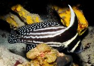 curacao black and white fish.jpg
