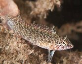 rosy blenny Tim Krutz.jpg