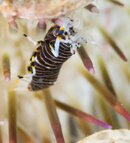 BHB Bumblebee shrimp-0539.jpg