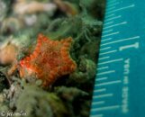 tiny sea star.jpg