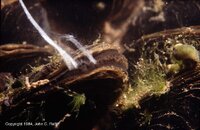 Mussels spawning8.jpg
