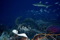 Tubbataha GPA -67.jpg Tubbataha GPA -67.jpg