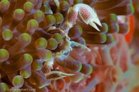Tubbataha GPA -13.jpg