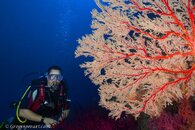 Tubbataha GPA -41.jpg