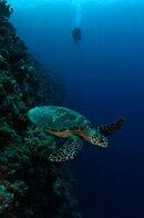 RW_Tubbataha Turtle.jpg