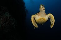 RW_T_Turtle.jpeg