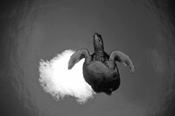 RW_T_Turtle_BW.jpg