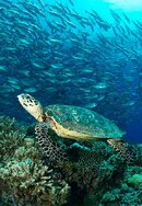 Turtle with Jacks - Tubbataha.jpg