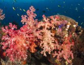 Soft coral outcrop (misool) RA.jpg