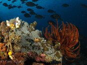 Crinoid seascape MISOOL RA.jpg