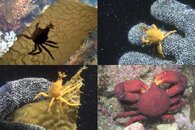DDDB 579 northern kelp crab sm.jpg