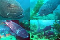 DDDB 580 giant sea bass aging sm.jpg