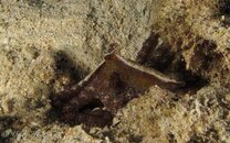 Unknown cephlapod2 RA.jpg