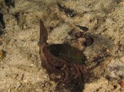 Unknown cephlapod.jpg