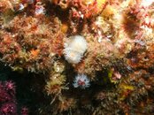 coral2p1000.jpg