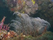 coral3p1000.jpg