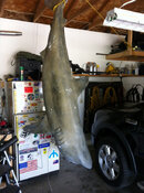 shark.jpg