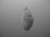 IMG_0090.jpg