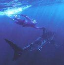 djmcousteashark.jpg