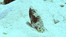 Snake Eel.jpg