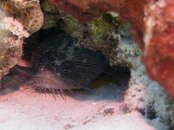 First Splendid Toadfish (1 of 1).jpg