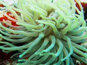 Yelloe Anemone (1 of 1).jpg